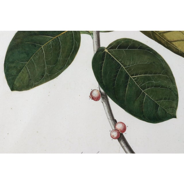 18th-Century Exotic Botanical Prints From Plantae Selectae by Georg Ehret For Sale - Image 13 of 18