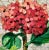 This beautiful collage painting of a red hydrangea. This unique painting is a collage technique that was made with torn...
