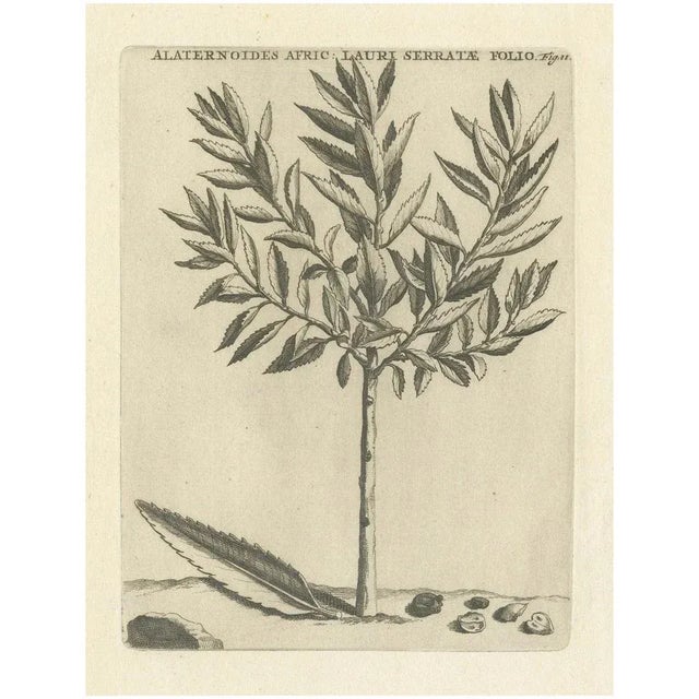 Commelin, African Alaternoids Lauri Serratae, 1706, Print For Sale - Image 11 of 11