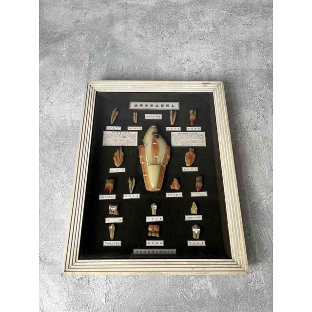 Dimensions: height 51.5 cm, width 40 cm, depth 5 cm. A remarkable Japanese medical teaching display featuring a collection...