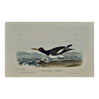 Audubon "American Oyster Catcher": An Original Audubon Hand-Colored Lithograph, 1840 For Sale