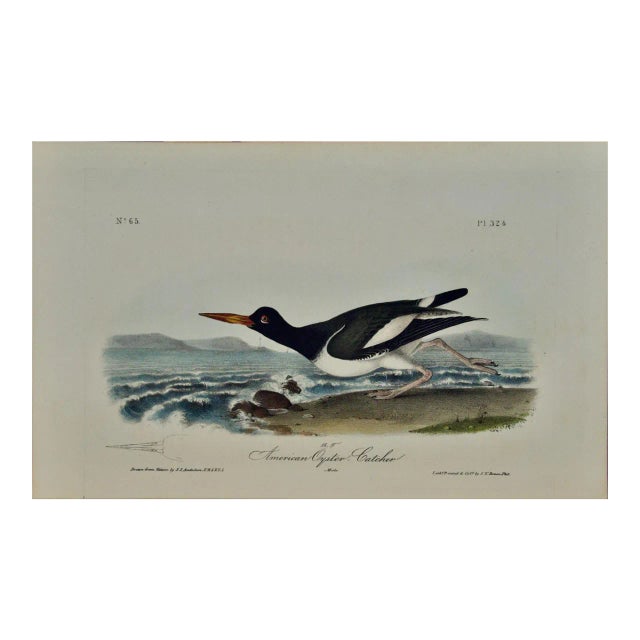 Audubon "American Oyster Catcher": An Original Audubon Hand-Colored Lithograph, 1840 For Sale