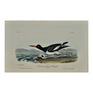Audubon "American Oyster Catcher": An Original Audubon Hand-Colored Lithograph, 1840