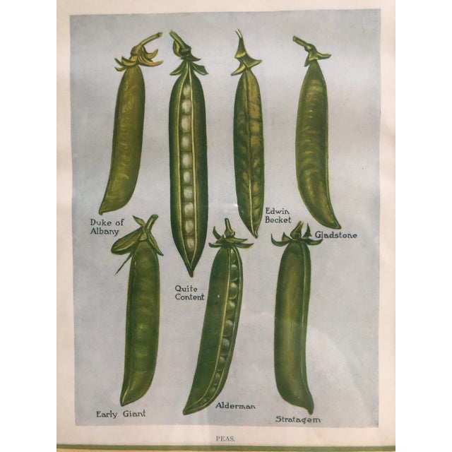 Mid 20th Century Framed Vegetable Prints - a Pair For Sale - Image 5 of 9