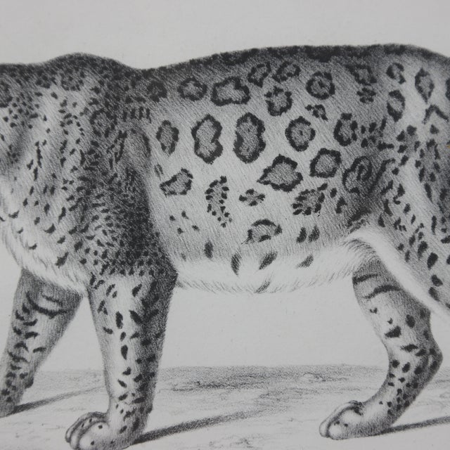 Late 20th Century Antique Jaguar Print – Felis Onca Mas – Framed Natural History Print For Sale - Image 5 of 12