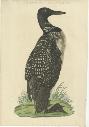 Sepp & Nozeman, Bird Illustration of the Common Loon, 1829, Print