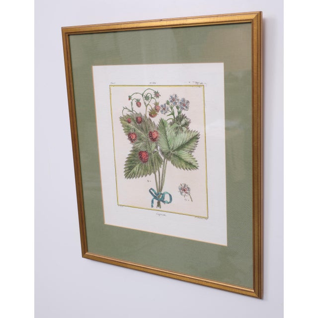 Elisabeth Haussard, Plant Illustrations, 1780, Engravings, Framed, Set of 2 For Sale - Image 3 of 16