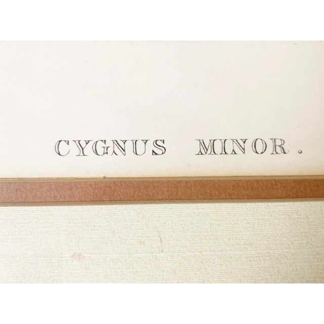 Victorian Antique Gould Original Hand Painted "Cygnus Minor." Lithograph Artwork For Sale - Image 3 of 7