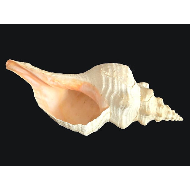 Tiffany and Co. Vintage Large Natural Horse Conch Shell For Sale - Image 4 of 12