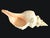 Tiffany and Co. Vintage Large Natural Horse Conch Shell For Sale - Image 4 of 12