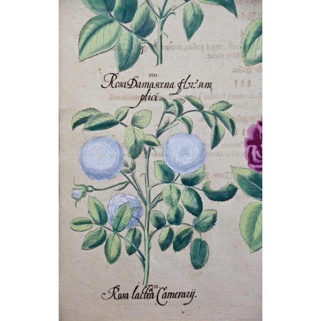 "Rosa ex rubro nigricans"; a hand colored copper engraving from Basilius Besler's landmark work, Hortus Eystettensis...