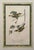 Mid 20th Century Audubon Birds of America (First Edition Royal Octavo) | Antique Prints of Rare Songbird Collection- Set of 4, Framed For Sale - Image 9 of 12