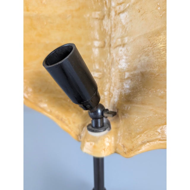 Faux Tortoiseshell Resin Turtle Shell Lamp from Maison Jansen, 1970s For Sale - Image 9 of 16