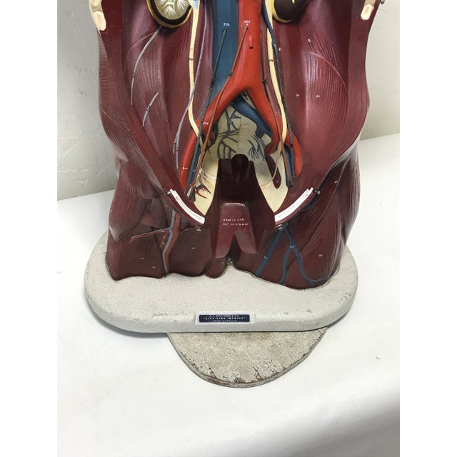 A.J. Nystrom Nystrom Mid-Century Anatomical "Life Like" Medical Model of the Male Torso For Sale - Image 4 of 11