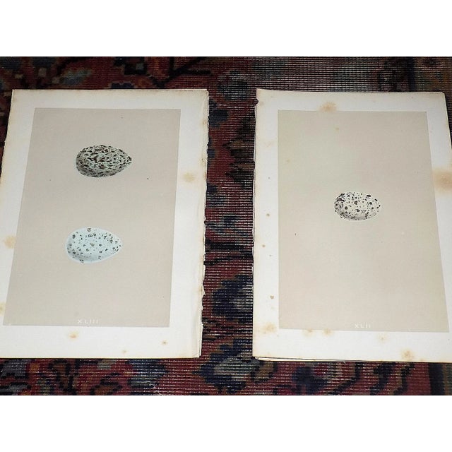 This set of nine (9) authentic antique 19th century hand colored lithographs depicts various British birds' eggs. They are...
