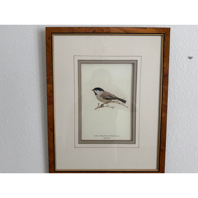 Ethan Allen Antique Bird Print: Atricapillus For Sale In Denver - Image 6 of 8
