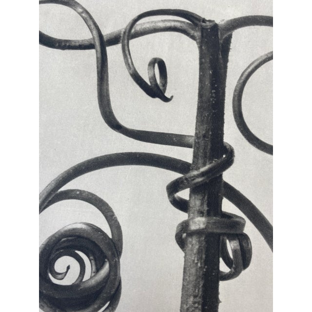 1940s Botanical Blossfeldt Print - No. 115 For Sale - Image 4 of 5