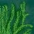 Rosemary Garden No. 1 Contemporary Painting by Susan Havens For Sale - Image 4 of 4