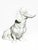 A white porcelain dachshund with an ivory glaze from the Nymphenburg Porcelain Manufactory in Munich Germany.