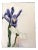 Original Contemporary Floral Painting With Iris Signed For Sale