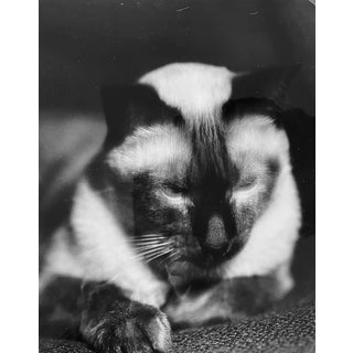 René-Jacques, Kodak (The Photographer’s Cat), 1935, Silver Print For Sale