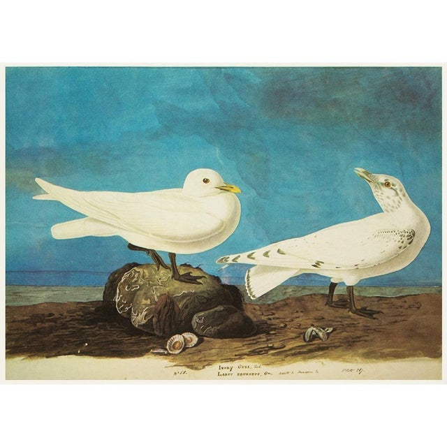 John James Audubon 1966 Vintage Cottage Print, "Ivory Gull & Purple Gallinule" After John James Audubon For Sale - Image 4 of 7