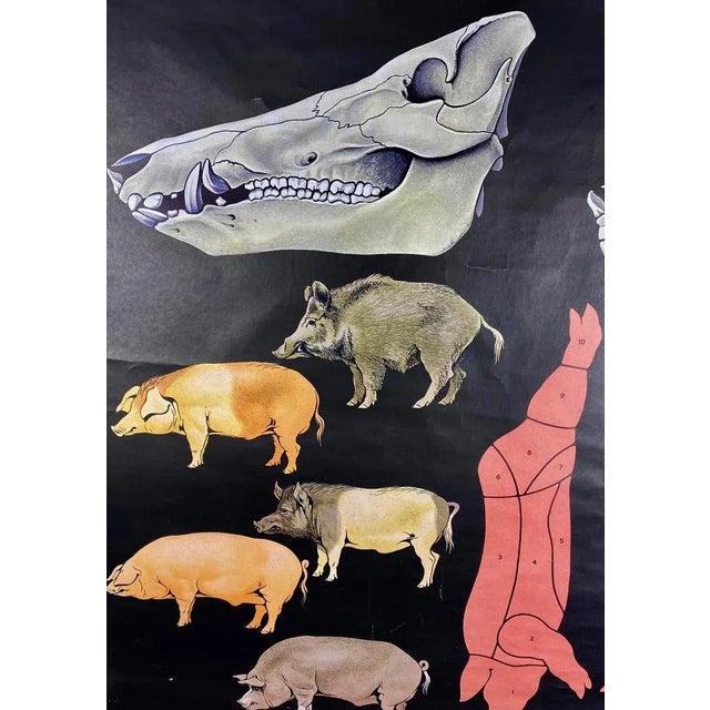 Jabali and Pork Poster, 1968 For Sale - Image 6 of 12