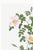 Rose White Rose, Vintage Botanical Art Print Reproduction by Pierre-Joseph Redouté, 16" X 24" For Sale - Image 8 of 11