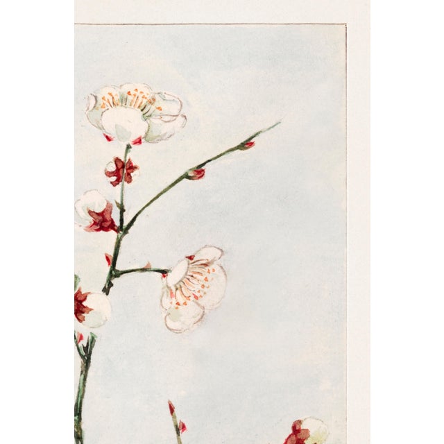 Japanese Plum Branches With Blossoms (C. 1870–1880) by Megata Morikaga, Japanese Botanical Art Print Reproduction, 24" × 36" For Sale - Image 3 of 6