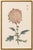 Spider Chrysanthemum by Hasegawa, Vintage Japanese Botanical Art Print, 24" X 36" For Sale In Buffalo - Image 6 of 9