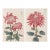 Pink Chrysanthemum Diptych, Vintage Japanese Botanical Art Print (Set of 2), 12" X 18" For Sale