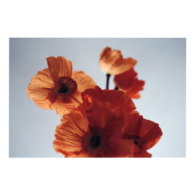 Ugne Pouwell, Orange Poppies, 2024, Photography For Sale