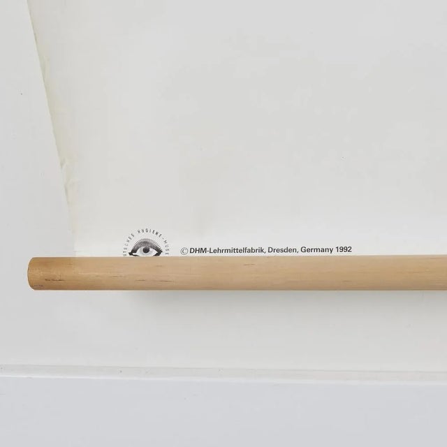 Large Anatomical Wall Chart from Deutsche Hygiene Museum, Dresden, 1992 For Sale - Image 6 of 8