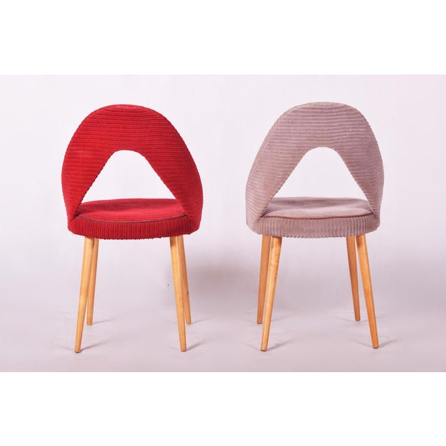 Wood Mid-Century Chairs in Beech, Czech, 1950s, Set of 4 For Sale - Image 7 of 11