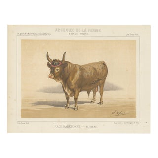 After Charles Olivier de Penne, Baretonne Bull with Frontlet, French Cattle, 1863, Chromolithograph For Sale