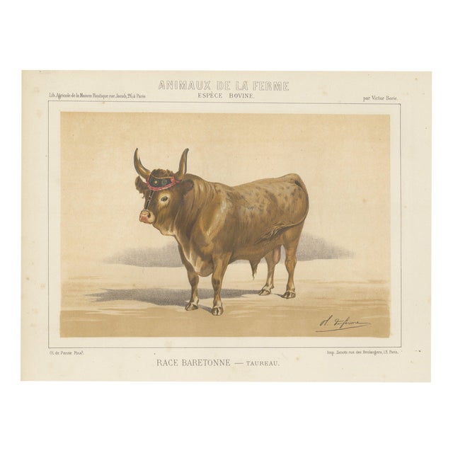 After Charles Olivier de Penne, Baretonne Bull with Frontlet, French Cattle, 1863, Chromolithograph For Sale