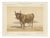 After Charles Olivier de Penne, Baretonne Bull with Frontlet, French Cattle, 1863, Chromolithograph For Sale
