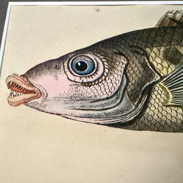 Nautical 1826 Antique Hand-Colored Fish Lithograph | Archivally Matted For Sale - Image 3 of 4