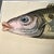 Nautical 1826 Antique Hand-Colored Fish Lithograph | Archivally Matted For Sale - Image 3 of 4