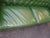 Vintage Chesterfield Sofa Green Tufted Leather Couch For Sale - Image 9 of 12