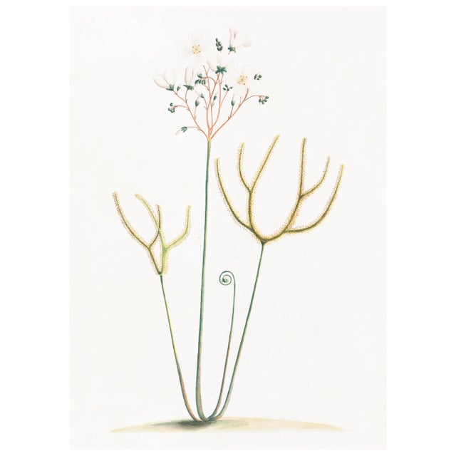 DESCRIPTION From the curated collection of Celerie Kemble for Ornis Gallery, these 18th Century Australian Botanicals are...