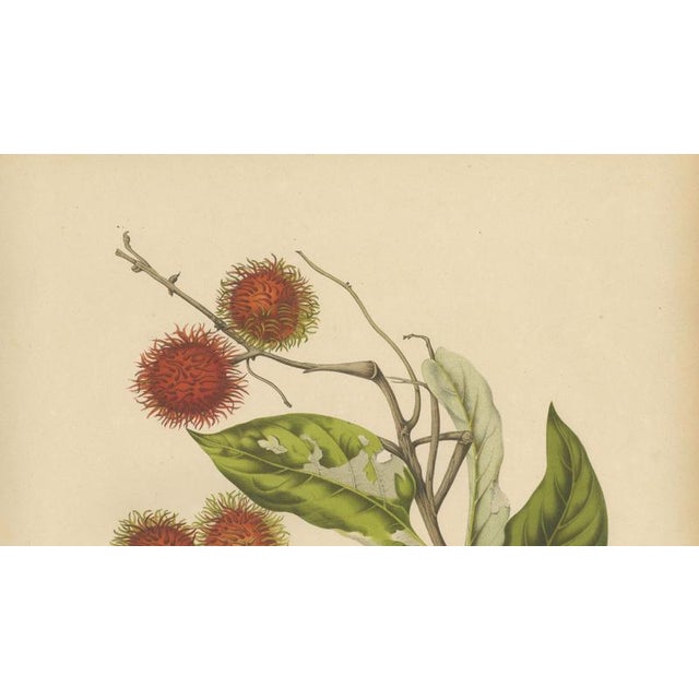 Berthe Hoola van Nooten, Rambutan, 1880, Chromolithograph For Sale - Image 5 of 9