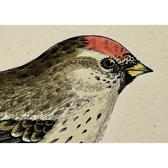 Antique Hand Tinted Bird Print From England Featuring a Mealy Redpole - Circa 1888 For Sale - Image 4 of 12