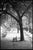 Paul Cooklin, Trees, Ardennes, Edition of 50 For Sale - Image 7 of 7