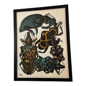 Insects Giclee Print After Emile-Allain Seguy ~Framed
