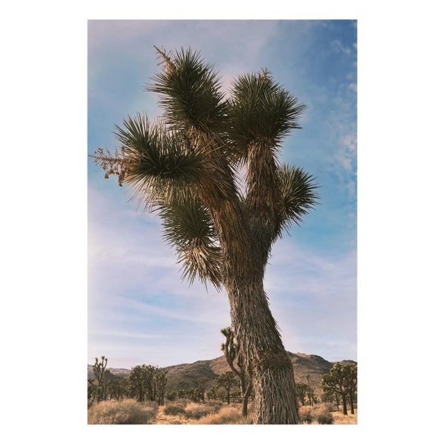 Joshua Tree Photograph in Vintage Desert Tones - 32" X 48" For Sale - Image 4 of 5