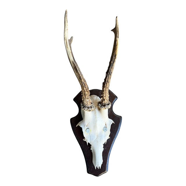 1980s Roe Deer Trophy 20 Black Forset Antlers Mount For Sale