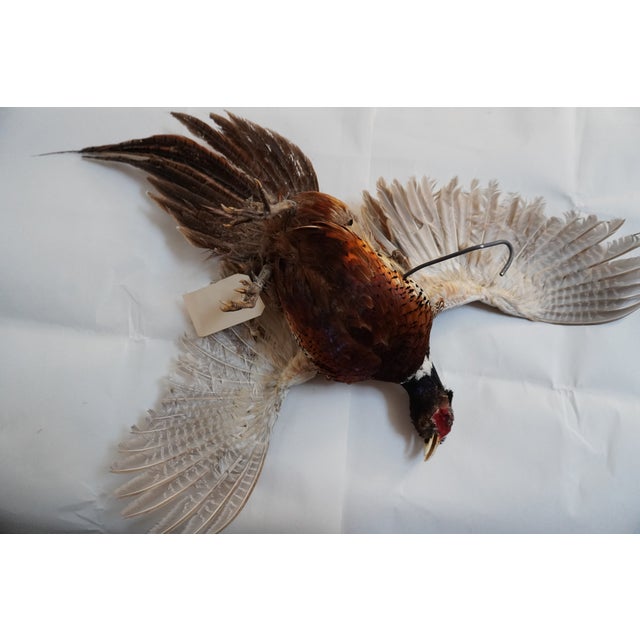 Taxidermy Flying Pheasant For Sale - Image 9 of 15