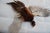 Taxidermy Flying Pheasant For Sale - Image 9 of 15