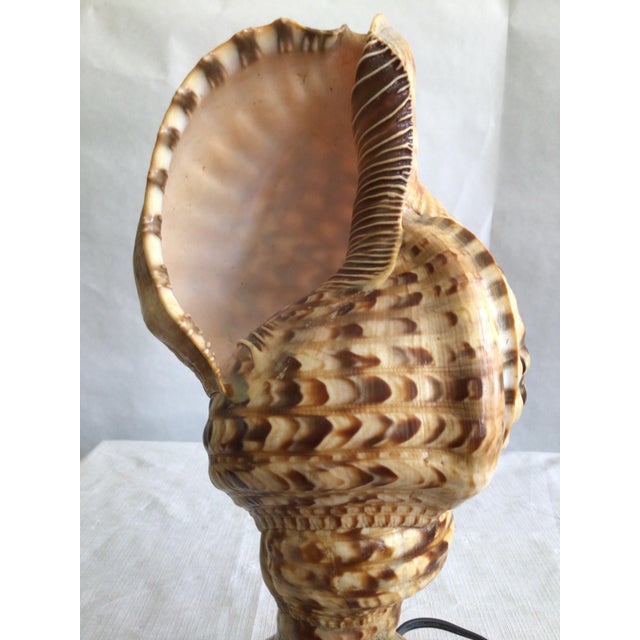 Wood 1940s Triton Conch Shell Lamp On Coconut Base For Sale - Image 7 of 10
